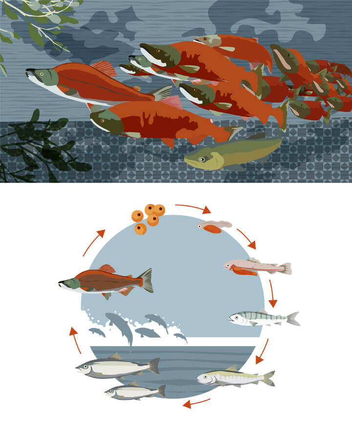 Hello Animals, Edition jeunesse, animaux illustrés, carte des animaux illustrés, biodiversité © L'Atelier Cartographik