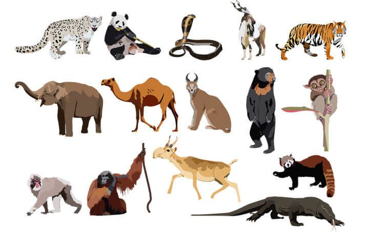 Hello Animals, Edition jeunesse, animaux illustrés, carte des animaux illustrés, biodiversité © L'Atelier Cartographik