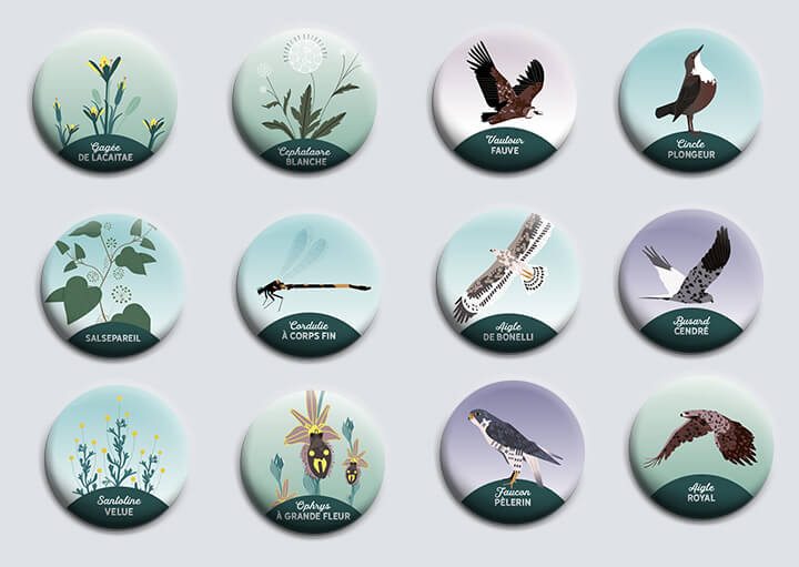 pin's naturaliste, faucon pélerin, vautour fauve, cincle plongeur, aigle royal, illustration